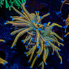 Dragon Tamer Torch Euphyllia 