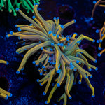 Dragon Tamer Torch Euphyllia 