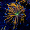 Ny Knicks Torch Euphyllia