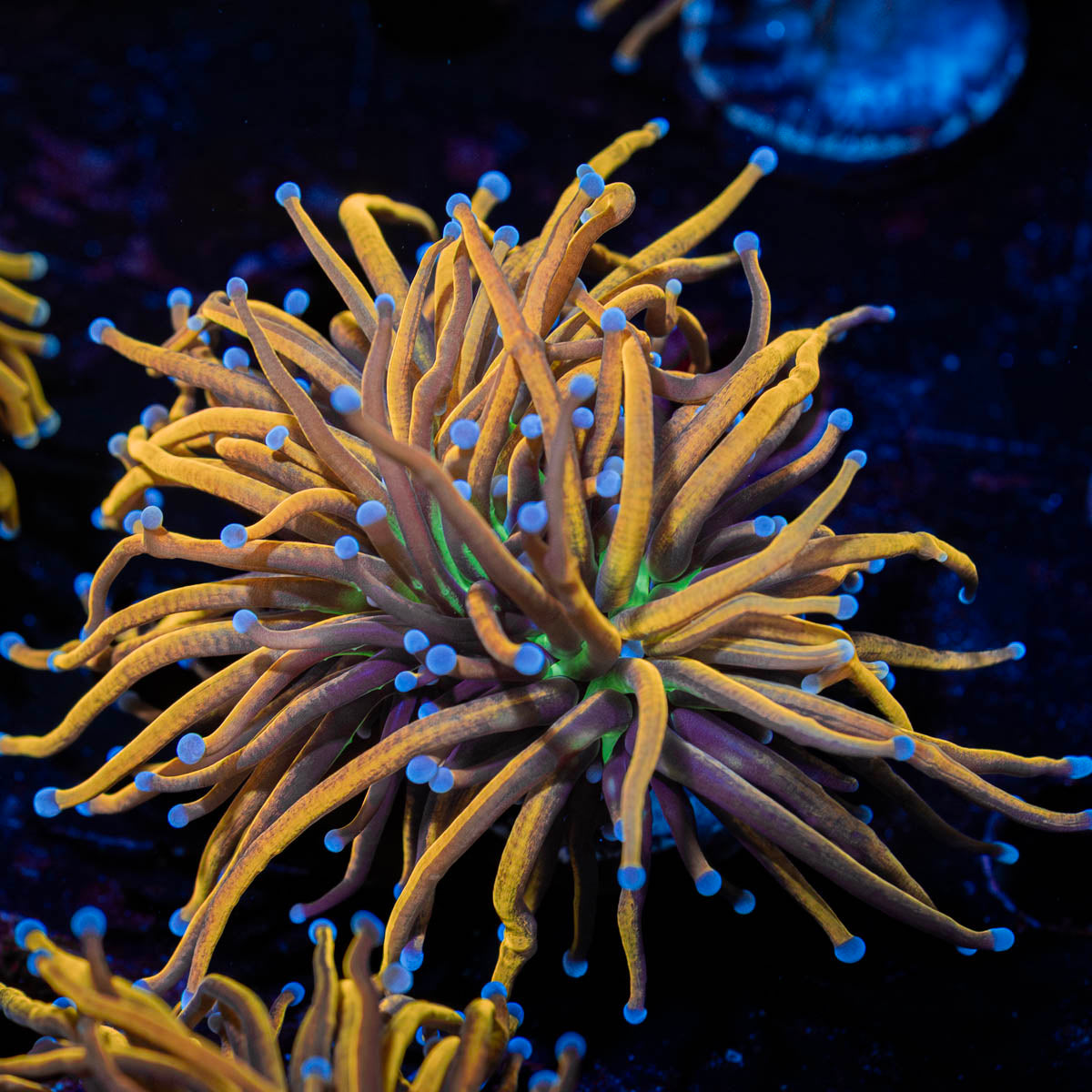 Ny Knicks Torch Euphyllia