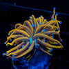 Ny Knicks Torch Euphyllia