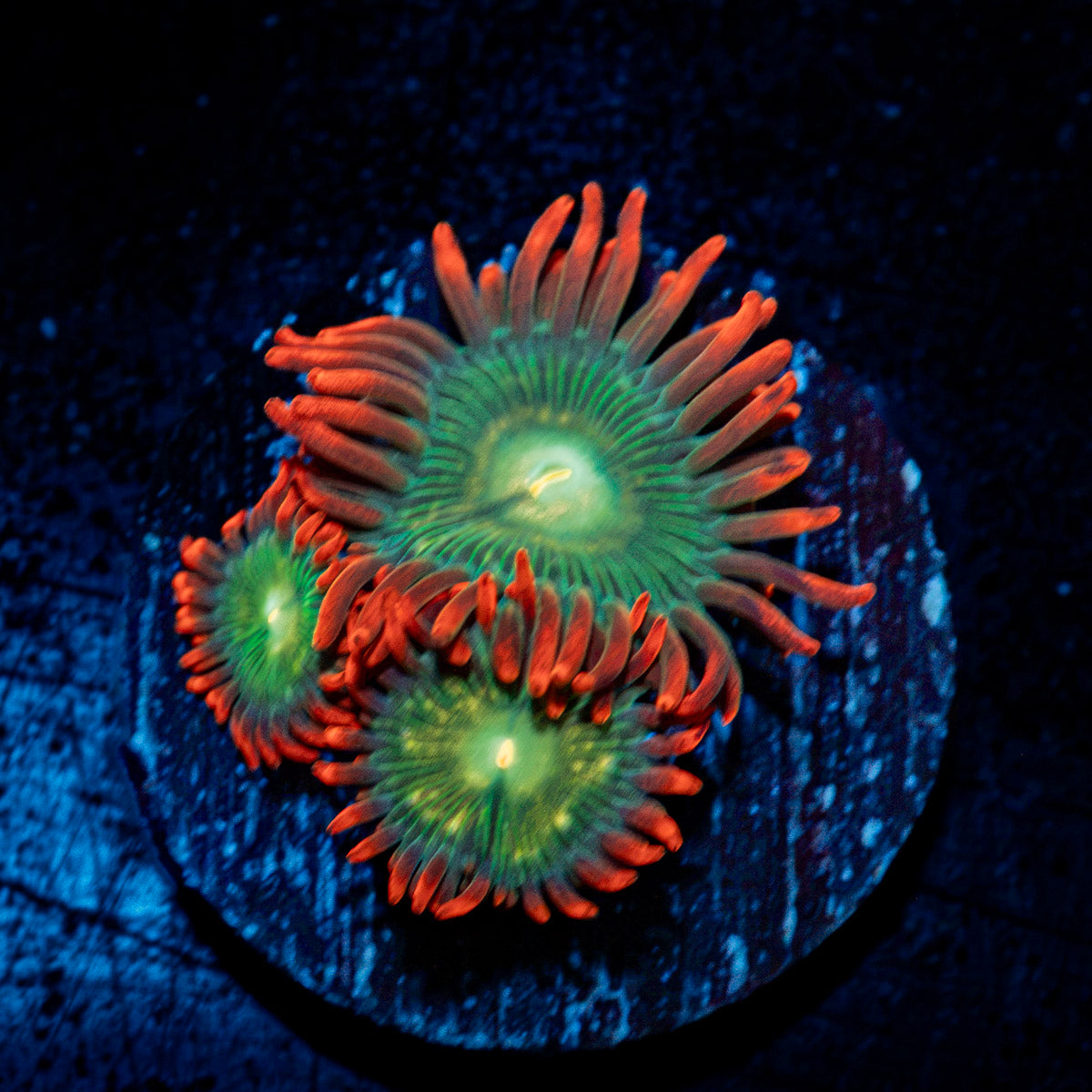 Blueberry Yum Yum Zoanthid Coral colony growth in reef aquarium