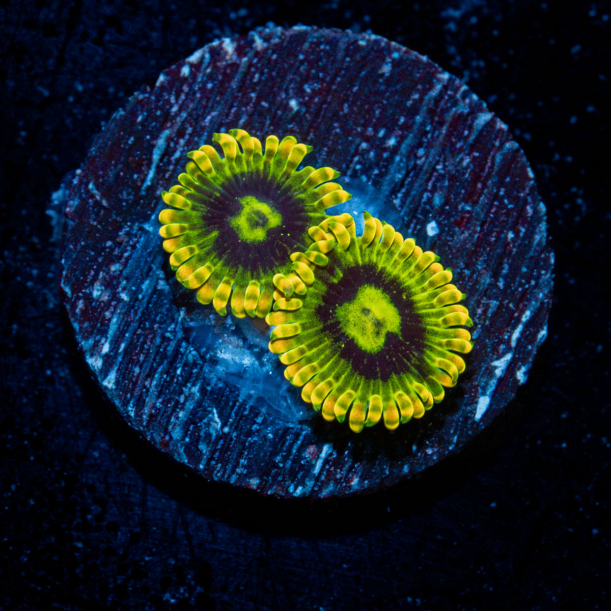 Rainbow Yoda's Zoanthid Coral colony growth in reef aquarium