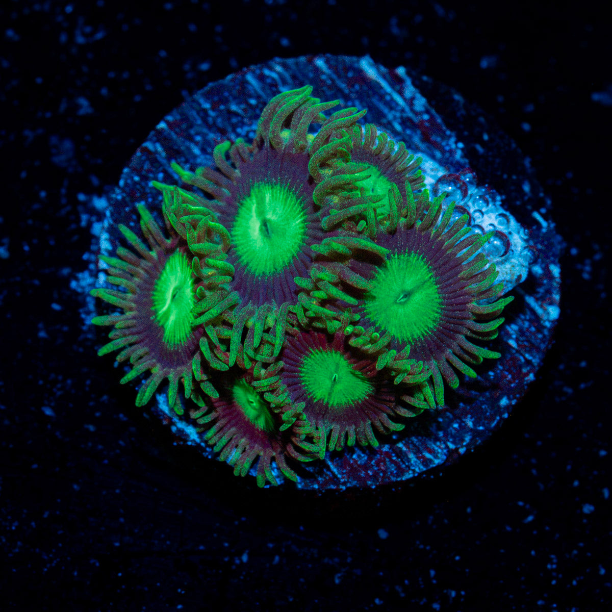 Emerald City Zoanthid Coral colony growth in reef aquarium