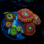 Zoanthid Combo with colony growth in reef aquarium