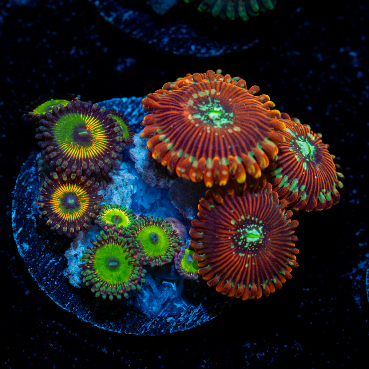 Zoanthid Combo with colony growth in reef aquarium