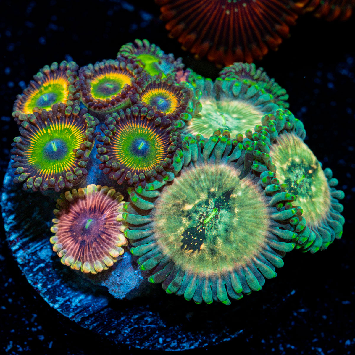 Zoanthid Combo with colony growth in reef aquarium