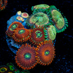 Zoanthid Combo colony growth in reef aquarium environment