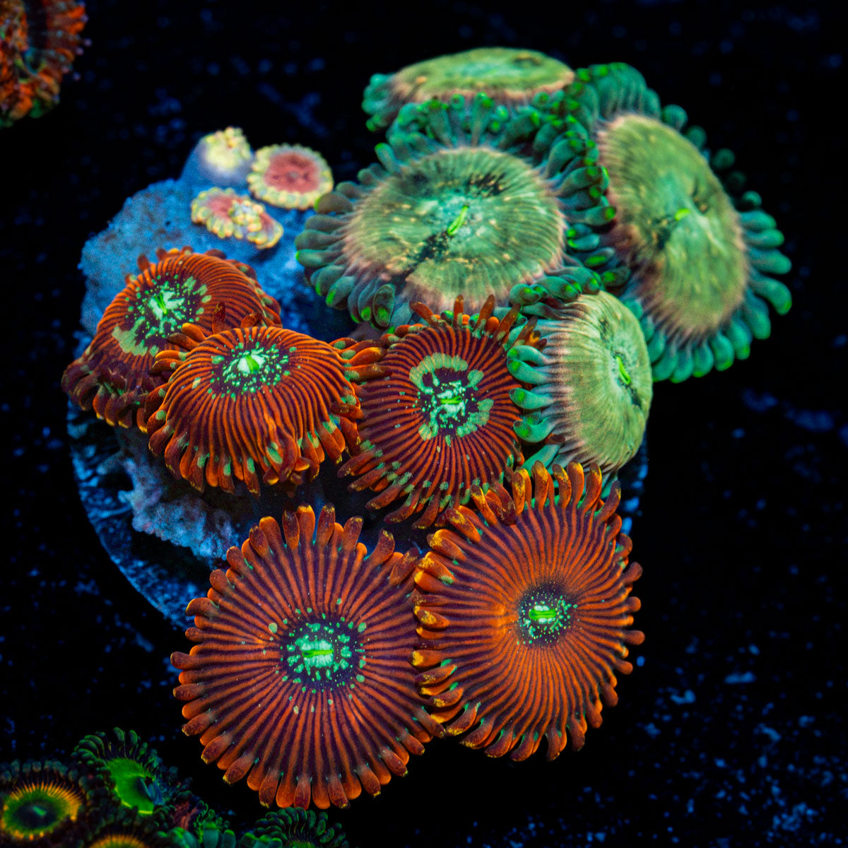 Zoanthid Combo colony growth in reef aquarium environment