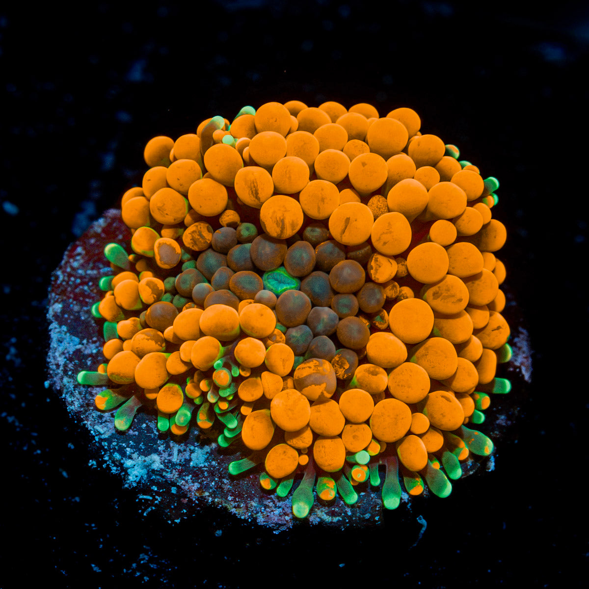 Orange Ricordea Mushroom Coral with mushroom disc in reef aquarium