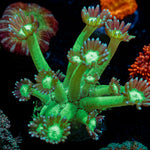 Bubble Toes Goniopora Coral with flower-like polyps in reef aquarium