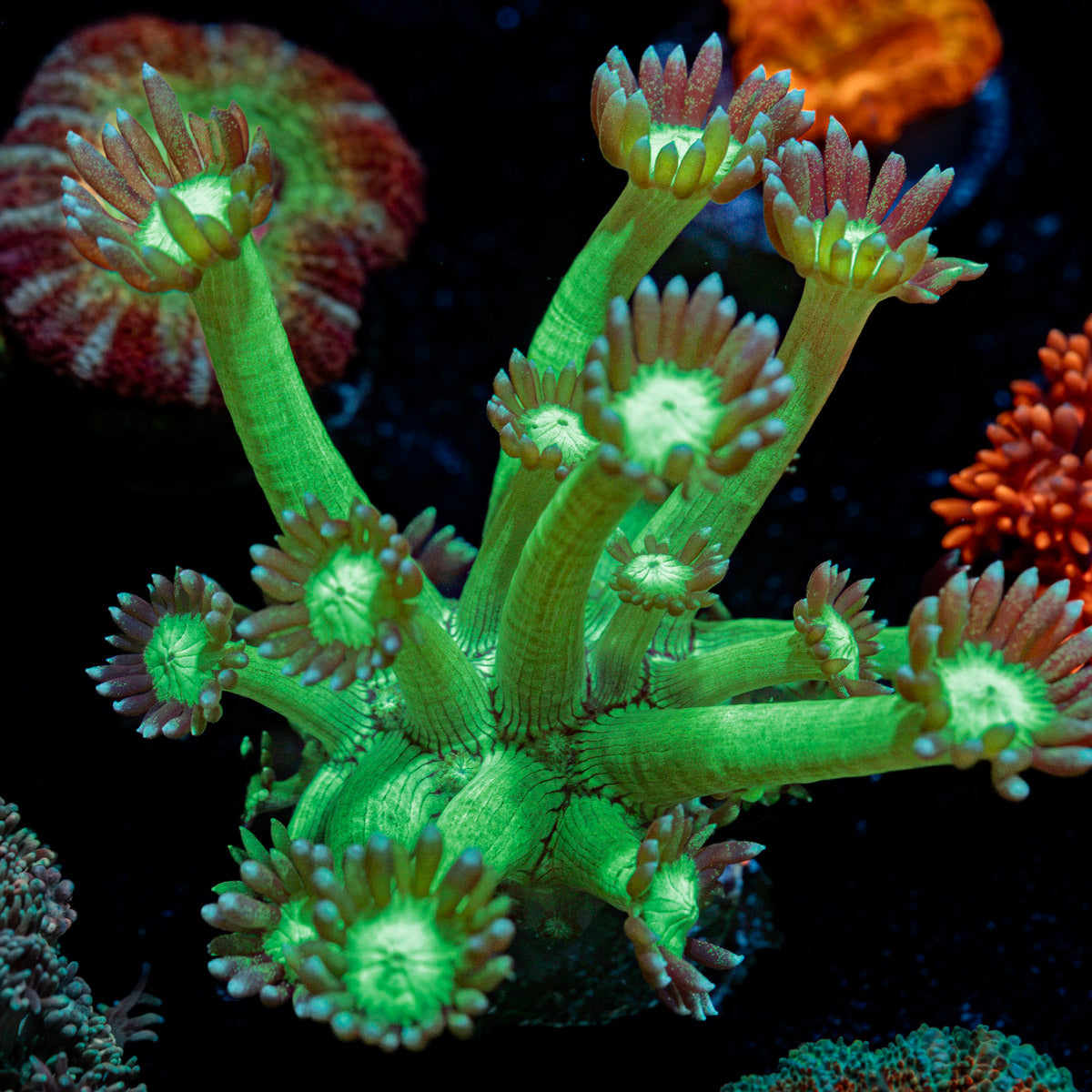 Bubble Toes Goniopora Coral with flower-like polyps in reef aquarium