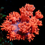 Red Bull Goniopora Coral with flower-like polyps in reef aquarium