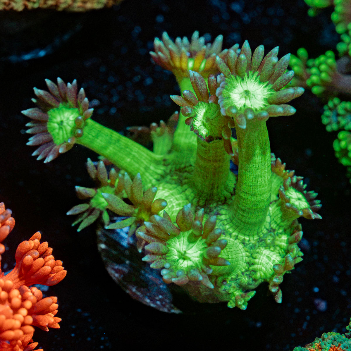 Bubble Toes Goniopora Coral with flower-like polyps in reef aquarium
