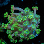 Oddish Zoanthid Coral with colony growth in reef aquarium