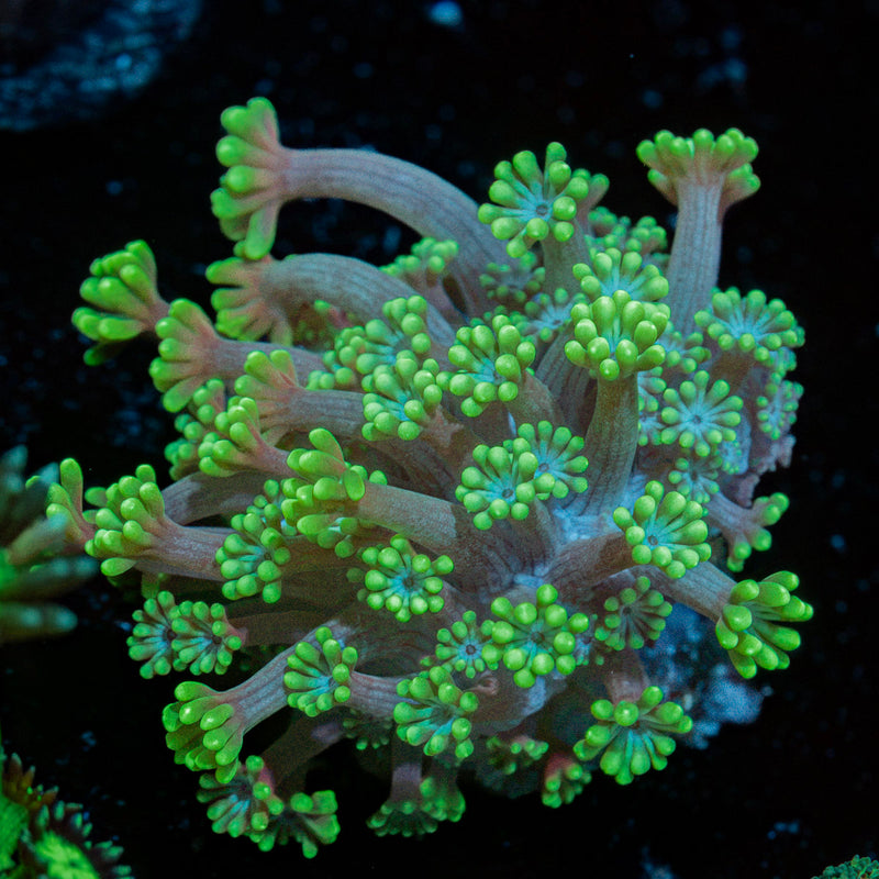 Oddish Zoanthid Coral with colony growth in reef aquarium