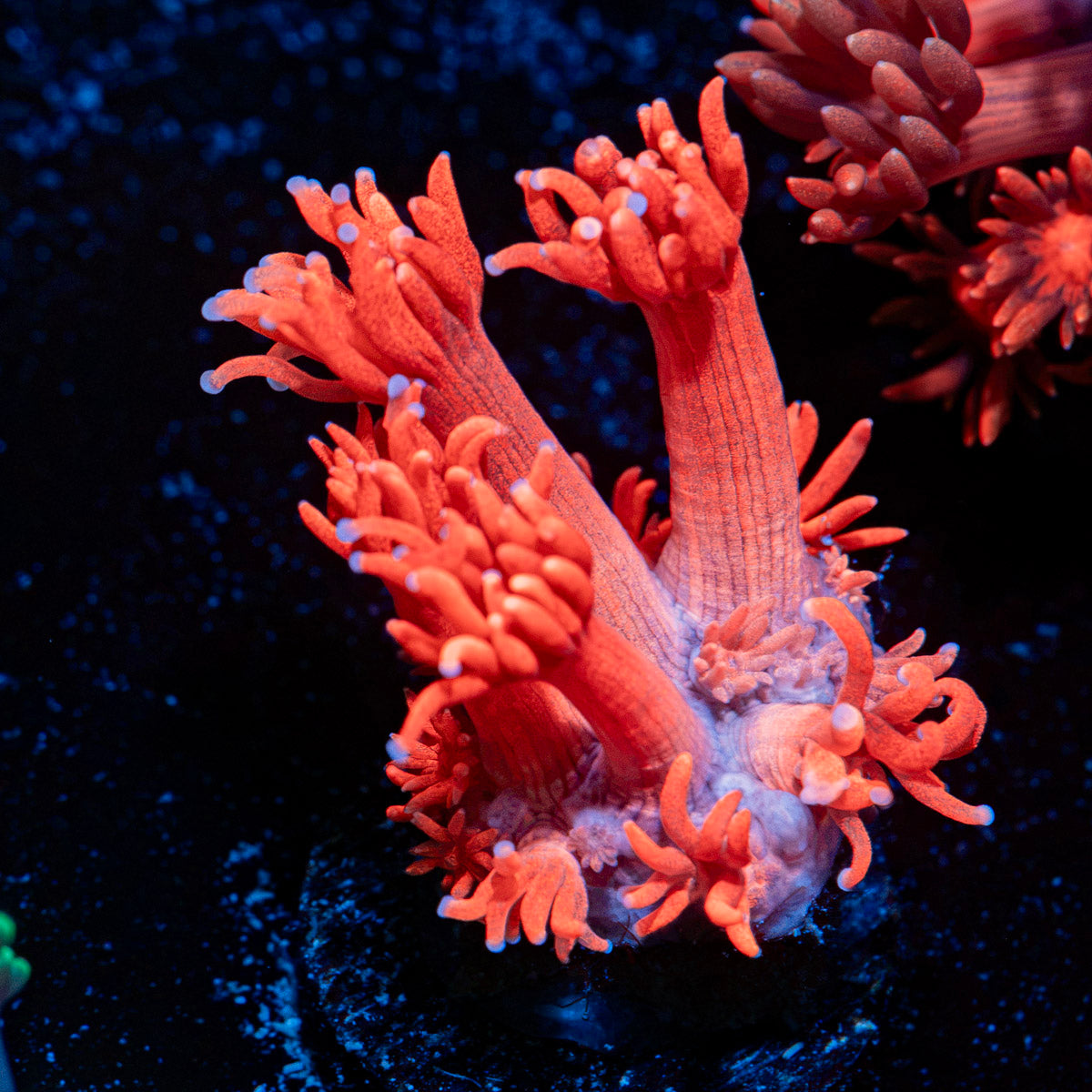 Red Bull Goniopora Coral with flower-like polyps in reef aquarium