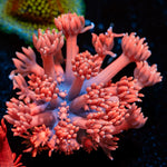 Red Bull Goniopora Coral with flower-like polyps in reef aquarium