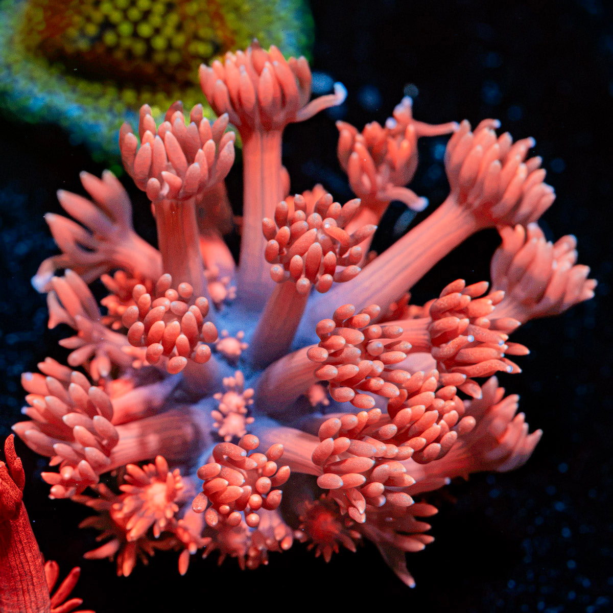 Red Bull Goniopora Coral with flower-like polyps in reef aquarium