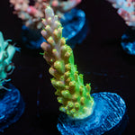 Paletta Pink Tip Acopora Coral with branching growth in reef aquarium