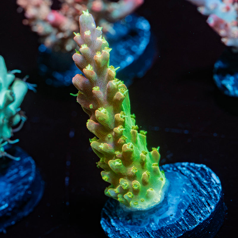 Paletta Pink Tip Acopora Coral with branching growth in reef aquarium