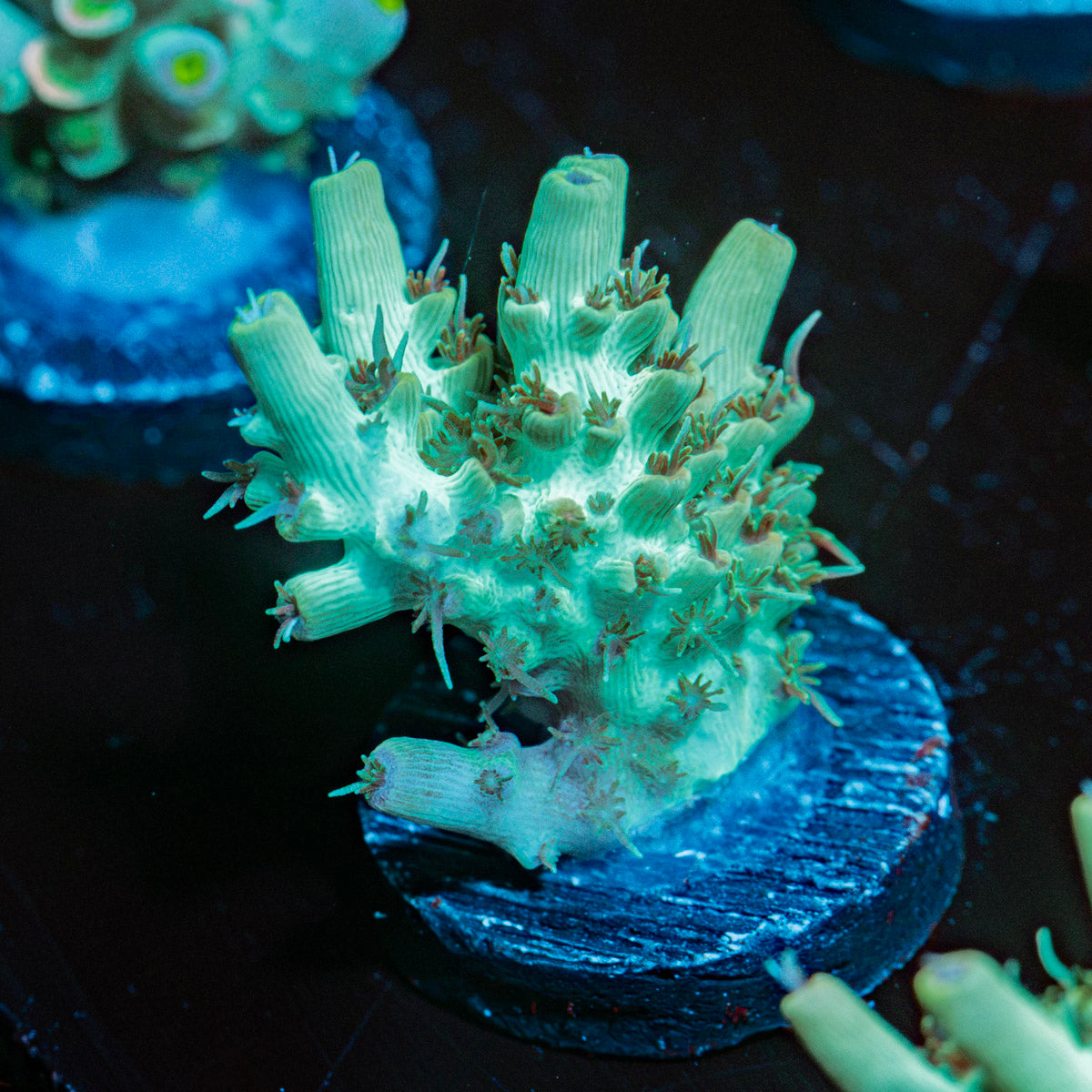 Yoda Acropora Coral with branching growth in reef aquarium