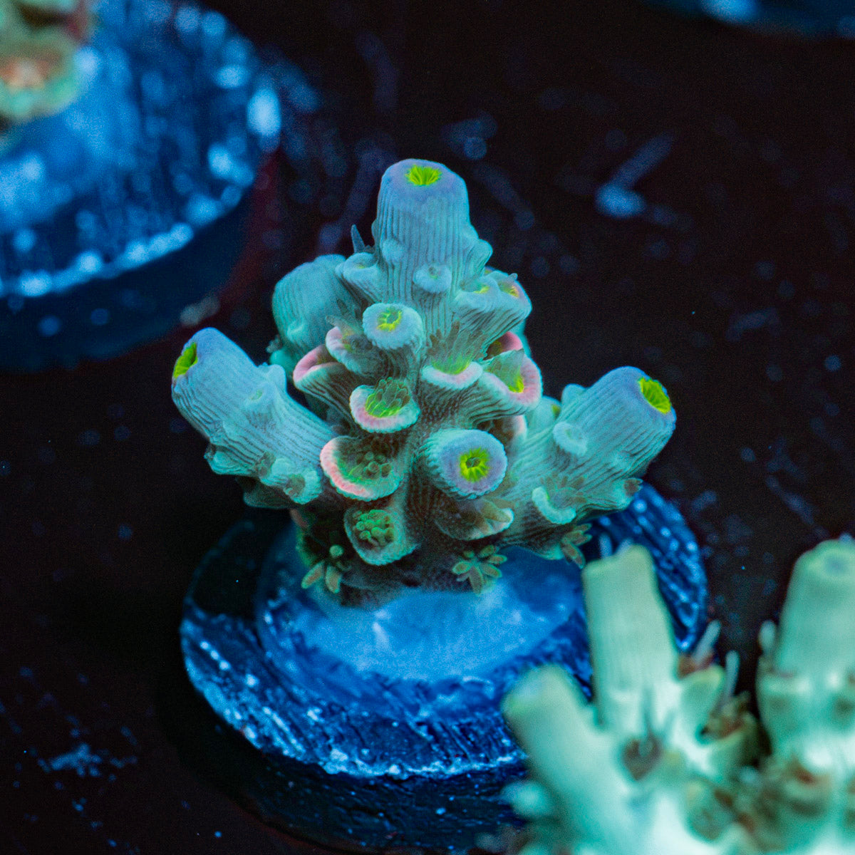 Circus Freak Acropora Coral with branching growth in reef aquarium