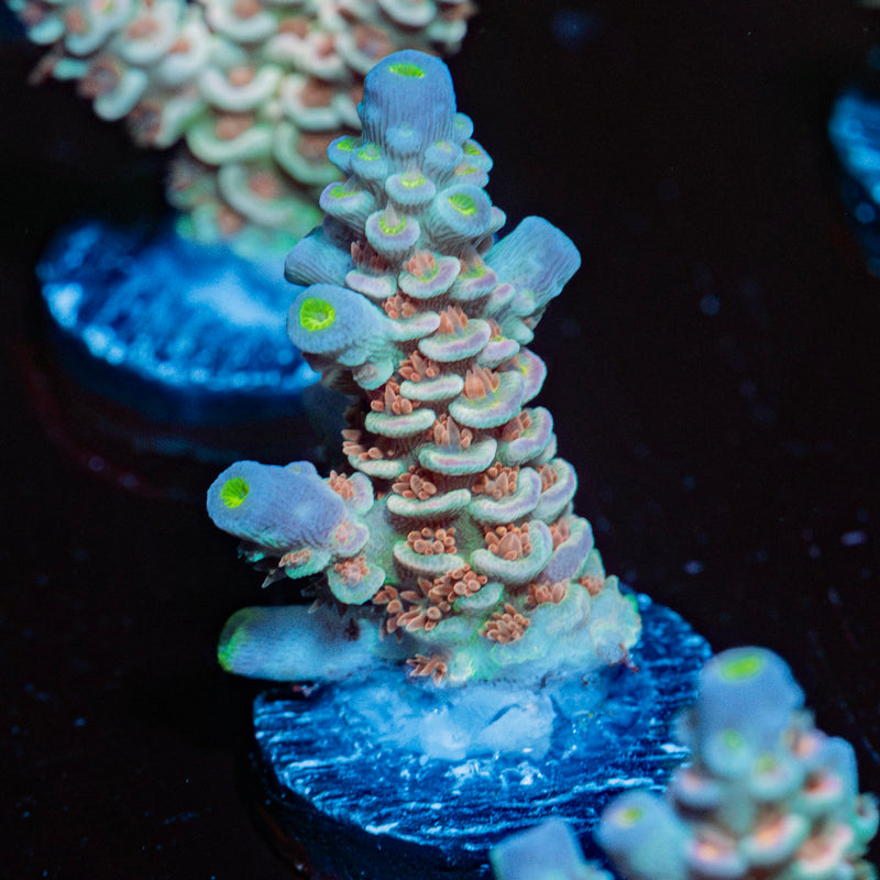 Starscream Acropora Coral with branching growth in reef aquarium