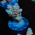 Cloud chaser Acropora Coral with branching growth in reef aquarium