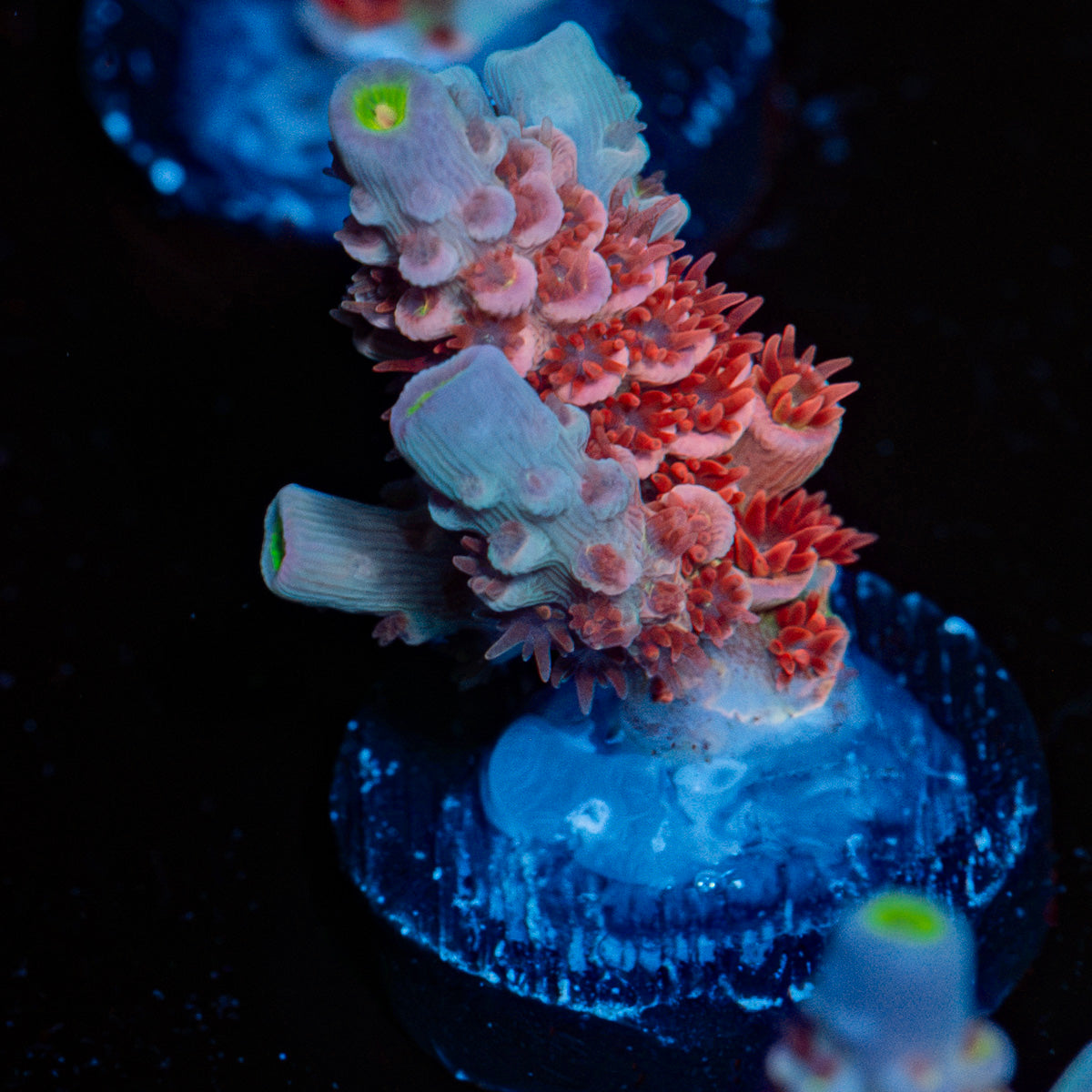 Cherry Bomb Acropora Coral with branching growth in reef aquarium