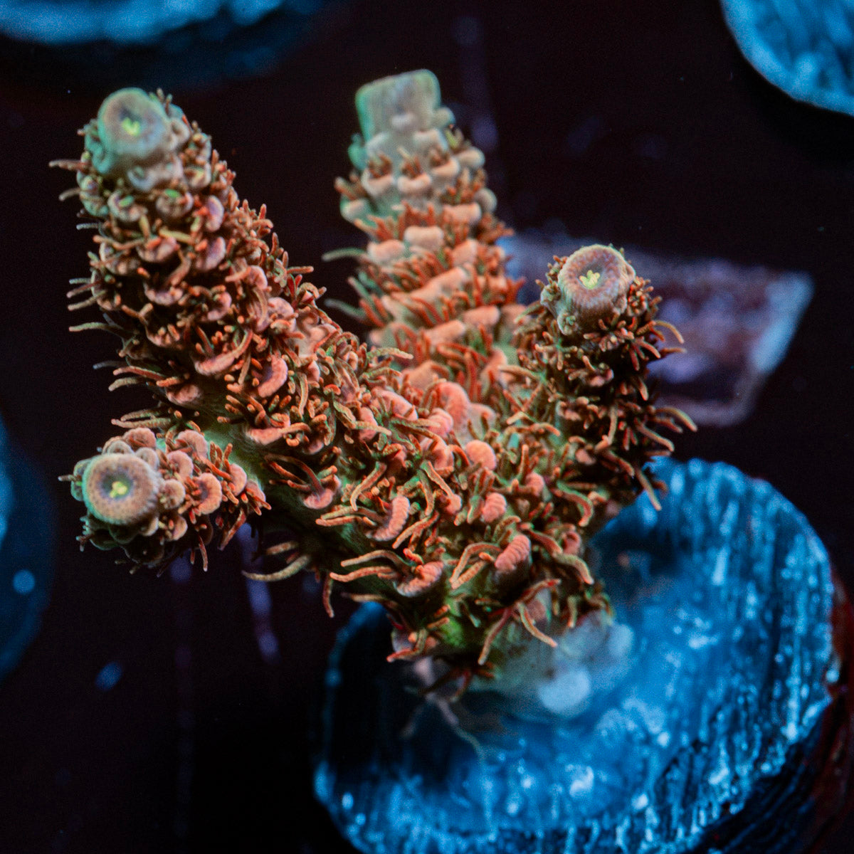 Robot Santa Claus Acropora Coral with branching growth in reef aquarium