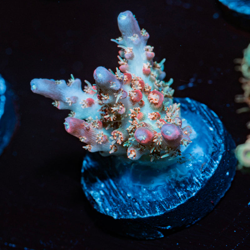 Confetti Acropora Coral with branching growth in reef aquarium