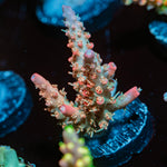 Confetti Acropora Coral with branching growth in reef aquarium