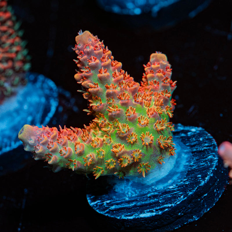 Princess Peach Acropora Coral with branching growth in reef aquarium
