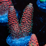 Judge Judy Acropora Coral with branching growth in reef aquarium
