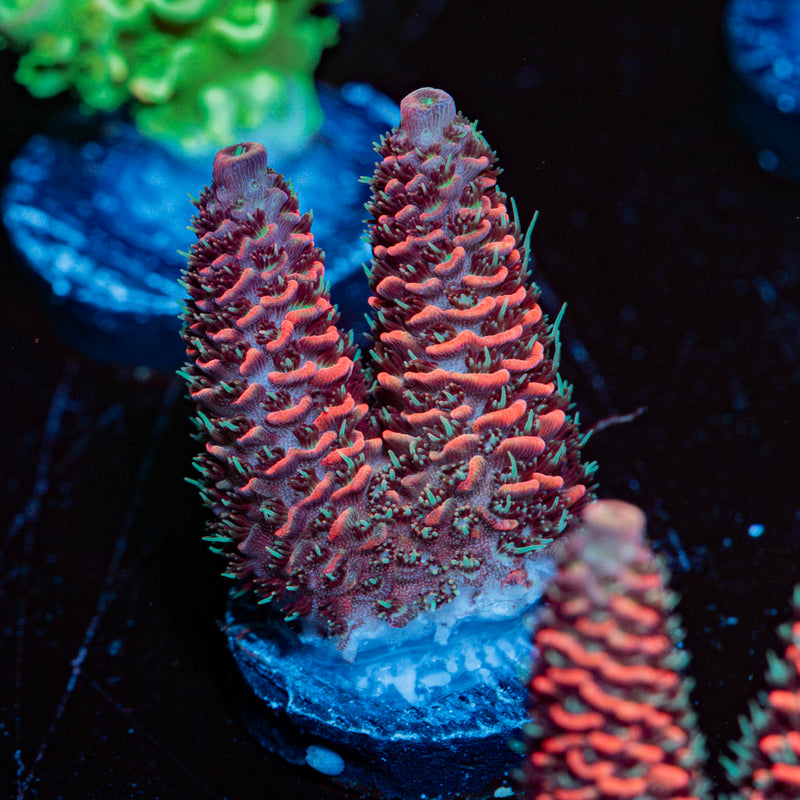 Judge Judy Acropora Coral with branching growth in reef aquarium