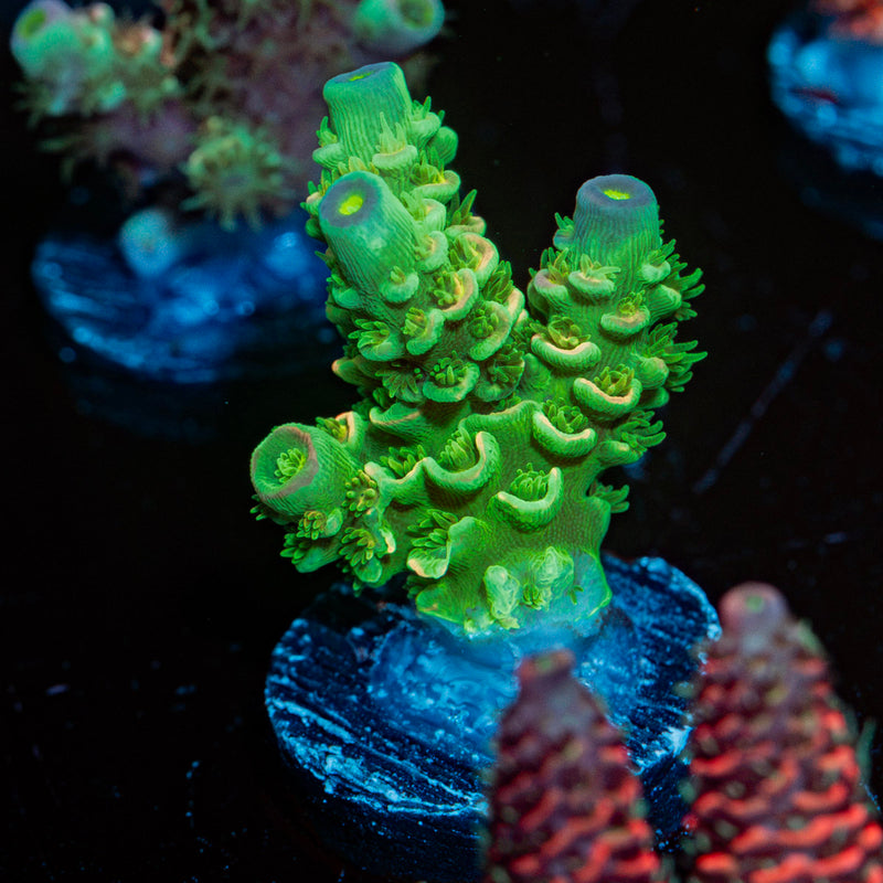 Domicile Disrupter Acropora Coral with branching growth in reef aquarium