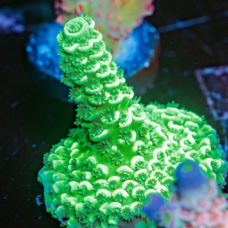 Domicile Disrupter Acropora Coral with branching growth in reef aquarium
