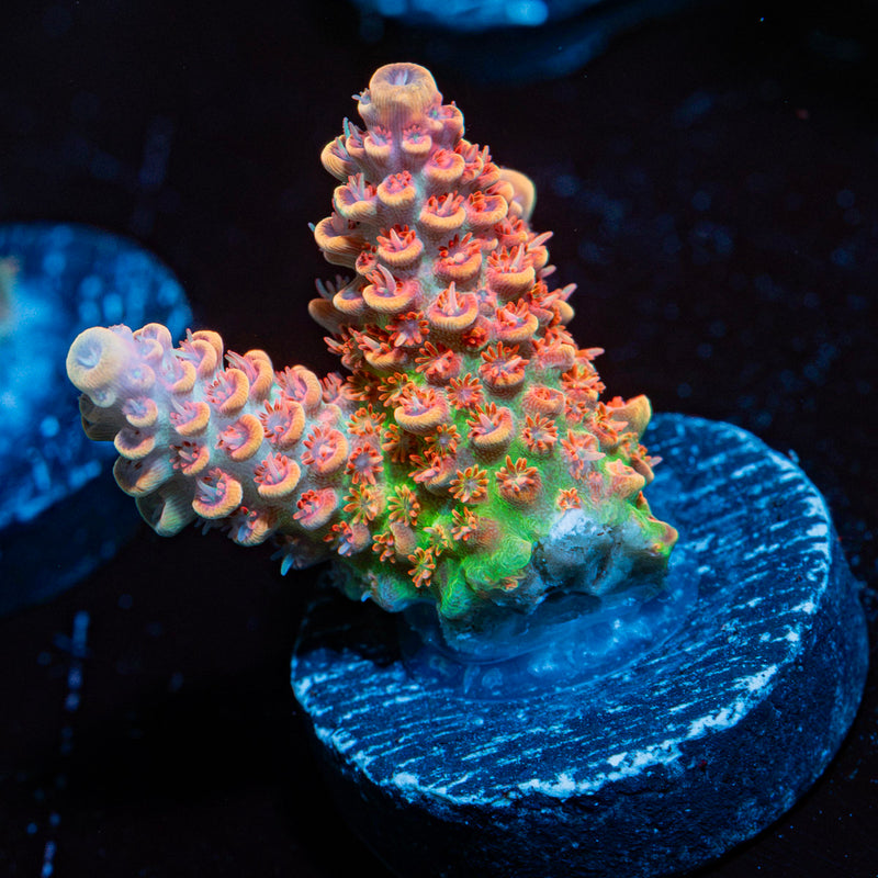 Princess Peach Acropora Coral with branching growth in reef aquarium