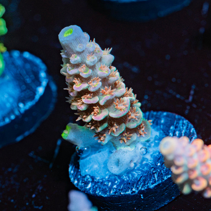 Water Colors Acropora Coral showcasing branching growth in reef aquarium