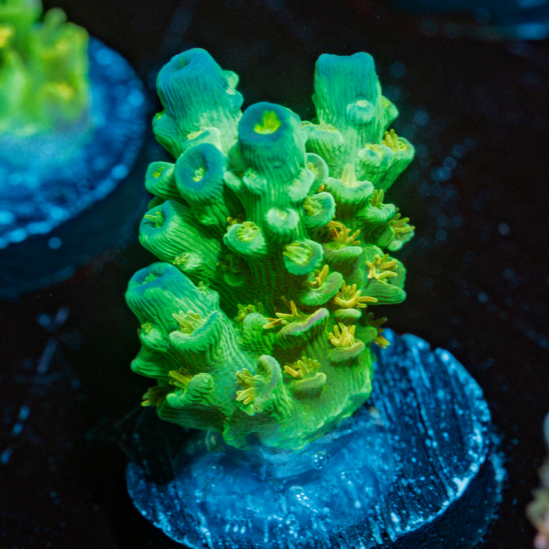 Orange Passion Acropora Coral with branching growth in reef aquarium
