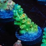Orange Passion Acropora Coral with branching growth in reef aquarium