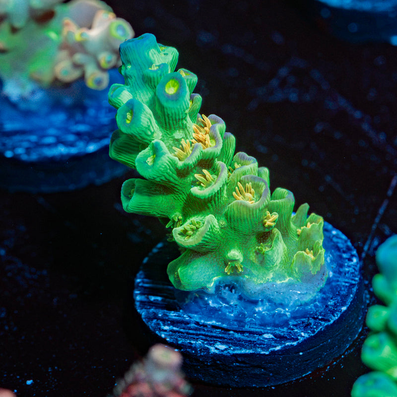Orange Passion Acropora Coral with branching growth in reef aquarium