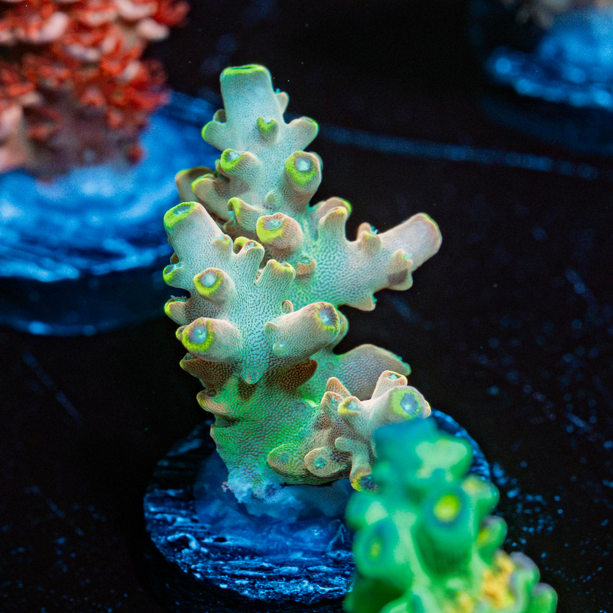 Bali Shortcake Acropora Coral with branching growth in reef aquarium