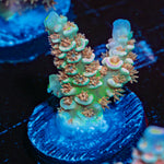 Circus Freak Acropora Coral with branching growth in reef aquarium