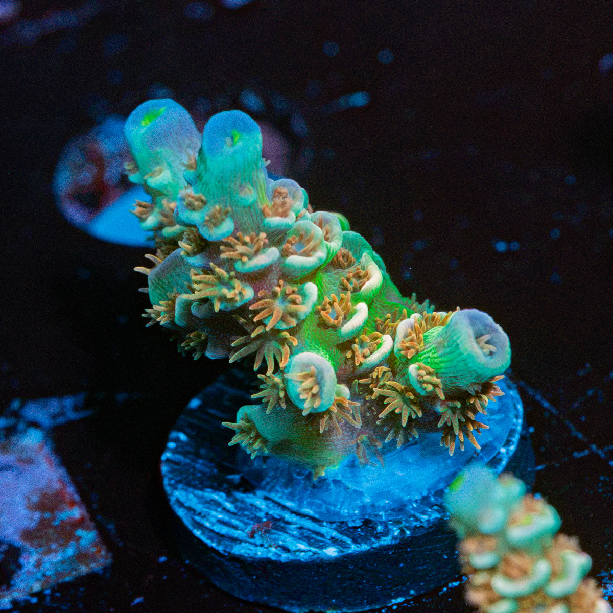 Circus Freak Acropora Coral with branching growth in reef aquarium