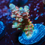 Tear Jerker Tenuis Acropora Coral with branching growth in reef aquarium