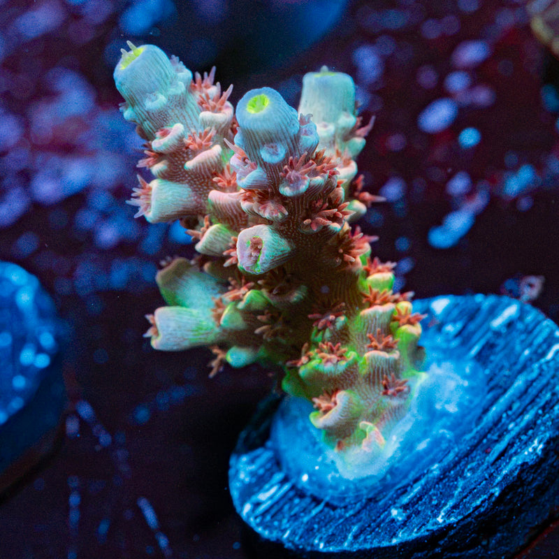 Tear Jerker Tenuis Acropora Coral with branching growth in reef aquarium