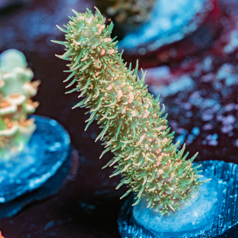Skywalker Millepora Coral with branching growth in reef aquarium