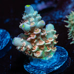 Chevron Acropora Coral with branching growth in reef aquarium